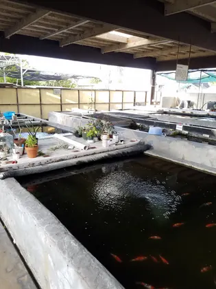 Yume Koi and Water Gardens, business photo 2